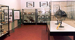 jesolo museo storia naturale